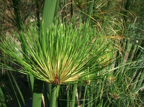 Cyperus-papyrus.jpg