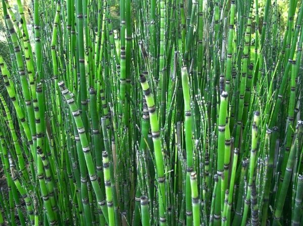 Equisetum-japonicum.jpg