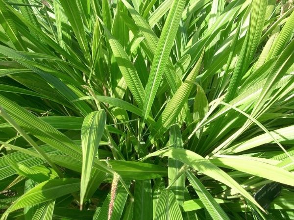 Setaria-palmifolia.JPG