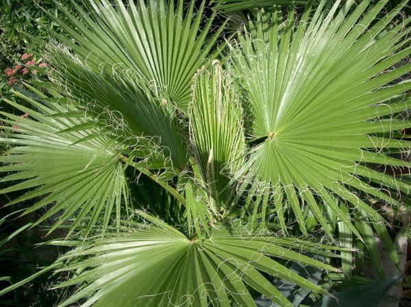 Washingtonia-robusta-1.jpg