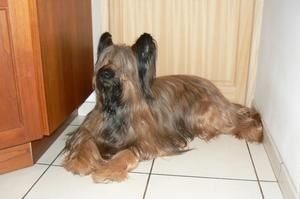 Briard-Dog.jpg