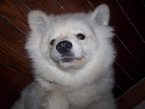 loulou.jpg