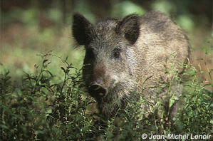 sanglier-marcassin-1.jpg