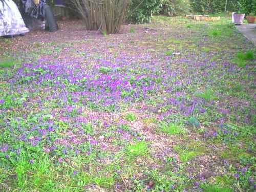violettes-sauvages.JPG