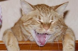 chat-mort-de-rire.jpg