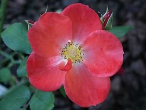 fleurs-novembre--2-.jpg