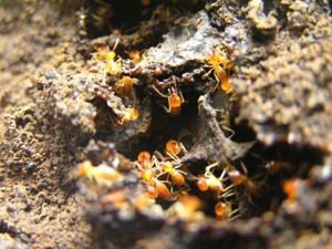 termite-010.jpg