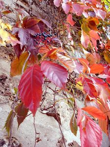 DSC00140B.jpg