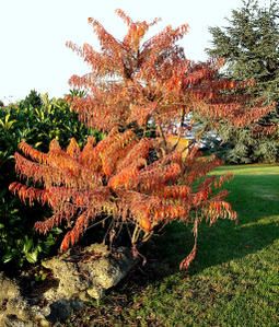 DSC00185C.jpg