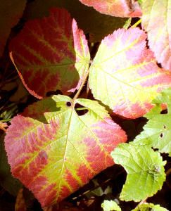 DSC00282A.jpg