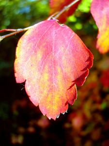 DSC00332.jpg