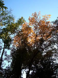 DSC00342A.jpg