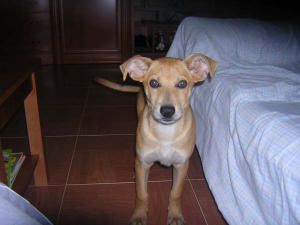 cachorro.jpg