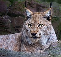 4534116146_2e344a78d6_m-copie-1.jpg
