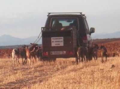 galgos-running.jpg