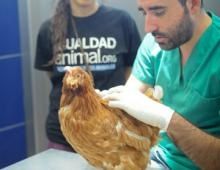 veterinario_iva.jpg