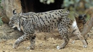lynx.jpg