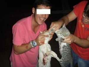Gatos-jaime-ferrero-2.jpg