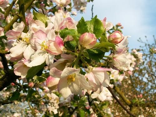 fleur-de-pommier.JPG