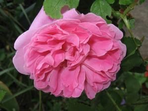 rosedujardin.jpg