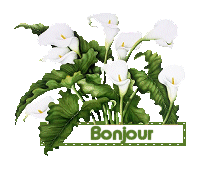 bonjour1.gif