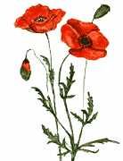 coquelicot2.jpg