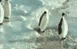 gif_divers22.gif