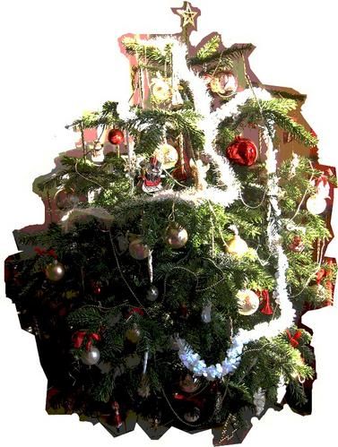 sapin200701.jpg