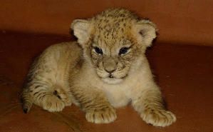 lion.jpg