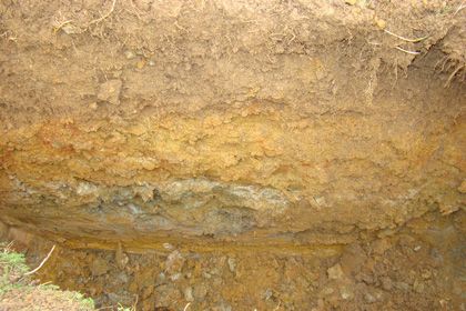 FOSSE-PLANTATION-2010-BLOG.jpg