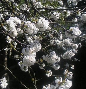 cerisiers-en-fleurs---1.jpg