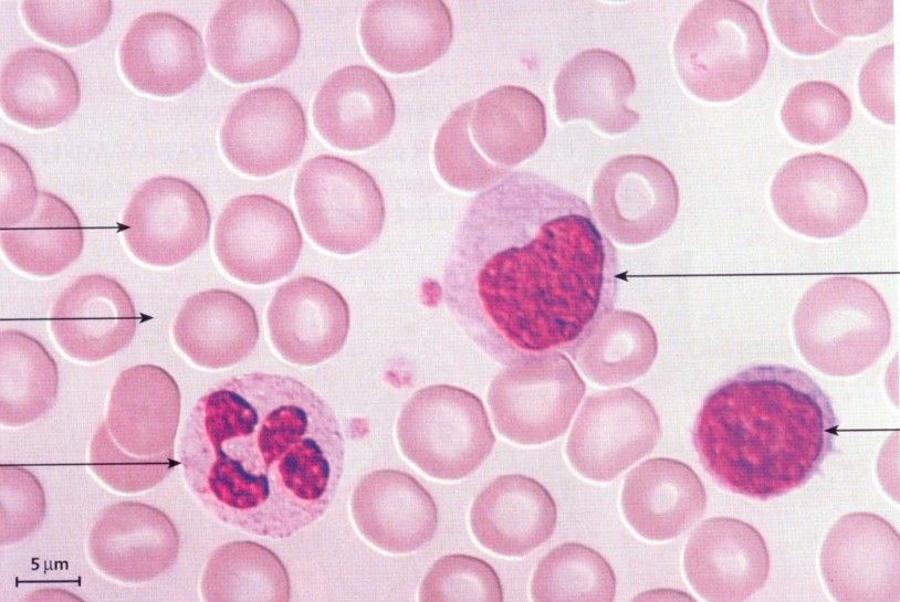 Le sang sophie.griebel