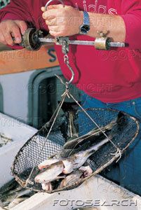 oslo-port-jetee-peser-fish---F0010200.jpg