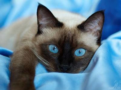 chat-aux-yeux-bleu-ciel-fb.jpg