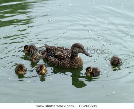 stock-photo-female-mallard-with-chicks-on-water-66266632