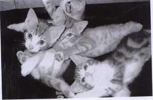 chatons-2.jpg