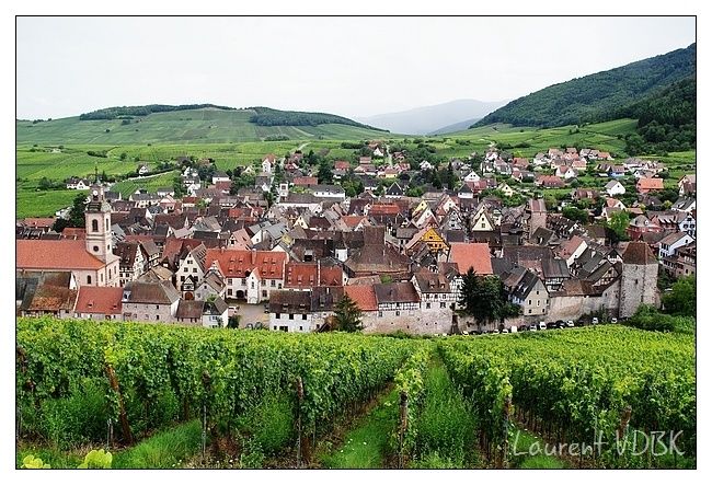Alsace - Riquewihr - Vignes