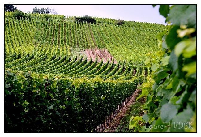 Alsace - Vignes - Vignoble alsacien
