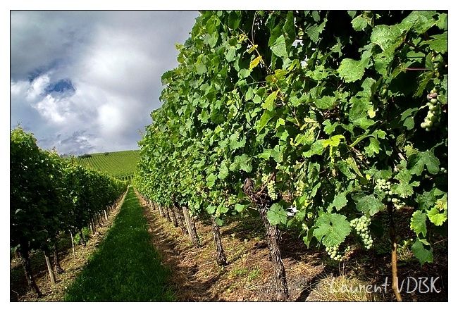 Alsace - Raisin - Vignoble alsacien