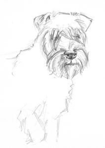 wheaten1.jpg