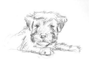 wheaten2.jpg