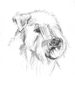 wheaten3.jpg