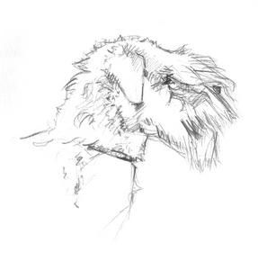 wheaten4.jpg