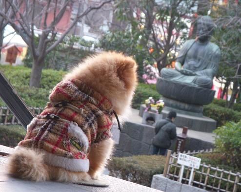 Asakusa-hagoita-ichi-3.jpg