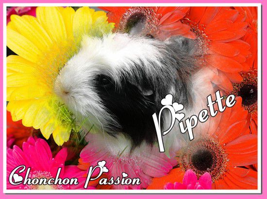 Pipette-2ans-chonchonpassion.jpg