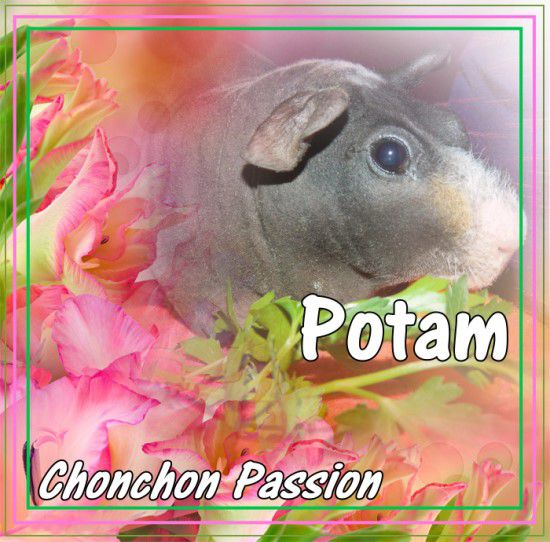 Potam-hommage-chonchonpassion.jpg