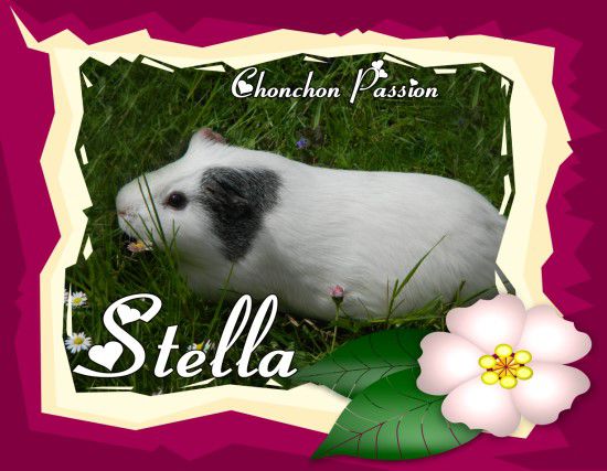 Stella-2ans-chonchonpassion.jpg