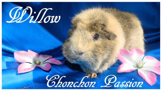 Willow-chonchonpassion.jpg