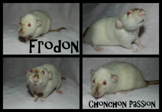 Frodon-1an-chonchonpassion.jpg