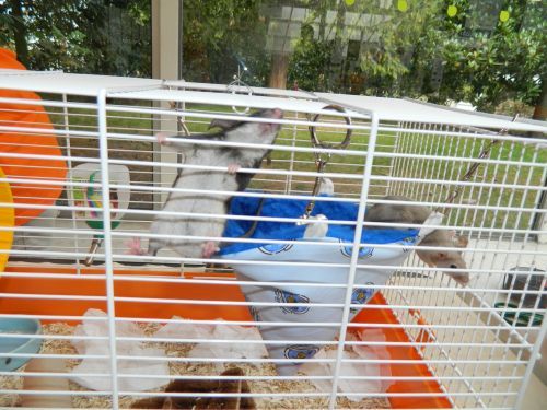 faire rencontrer deux rats